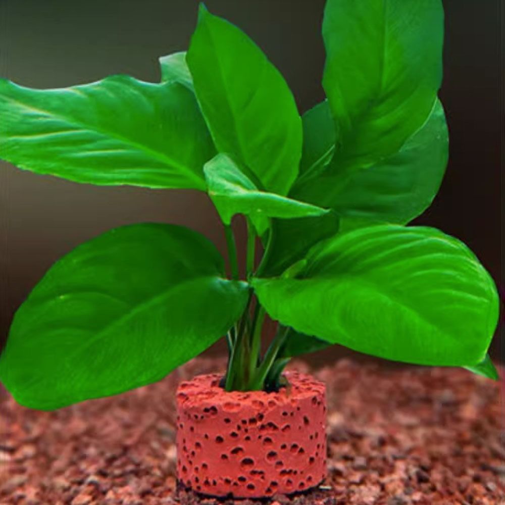 10Pcs Weighted Ring Aquatic Pl - Planted Aquarium Pictures recension och pris