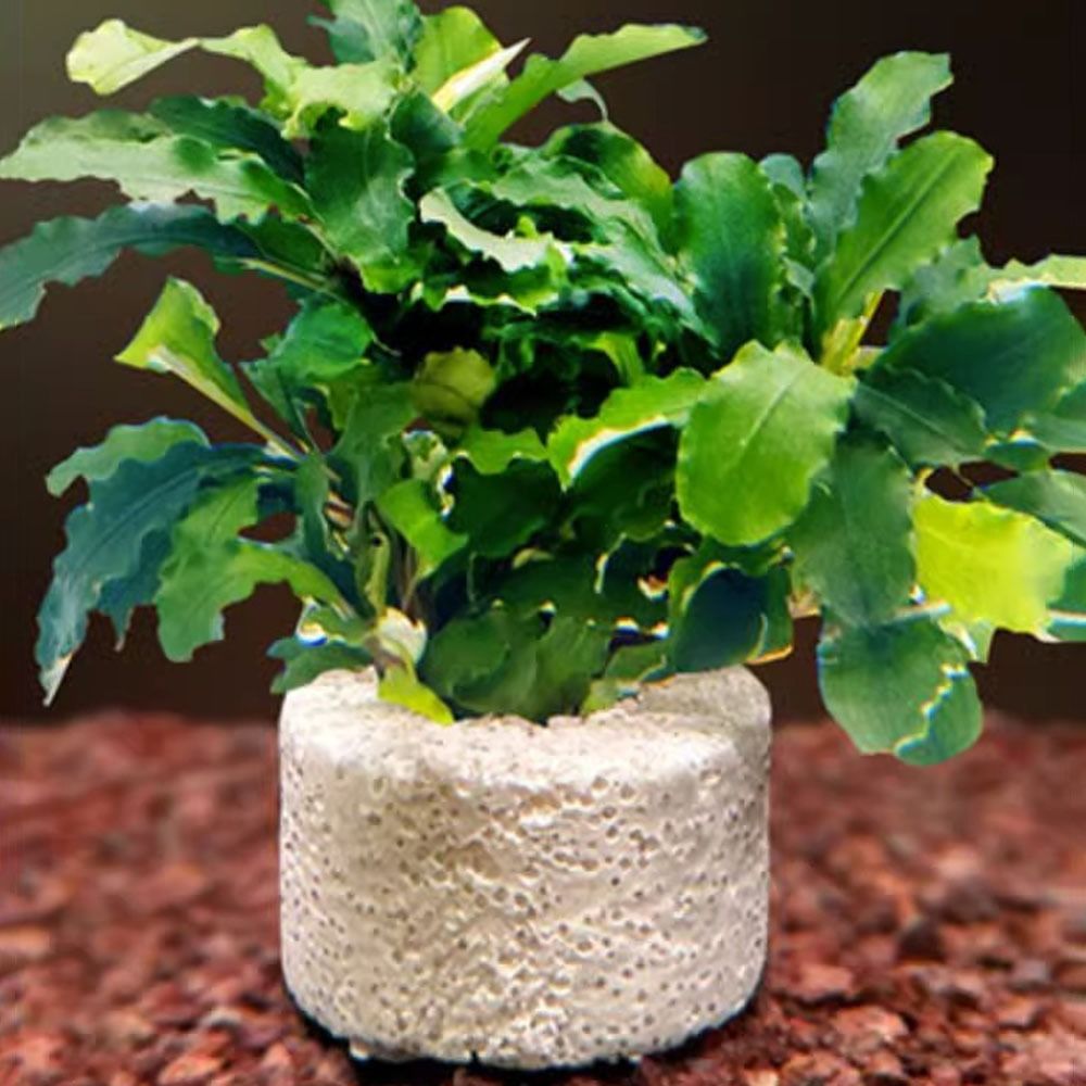 10Pcs Weighted Ring Aquatic Pl - Planted Aquarium Pictures recension och pris