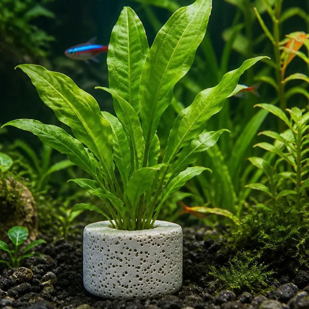10Pcs Weighted Ring Aquatic Pl - Planted Aquarium Pictures recension och pris