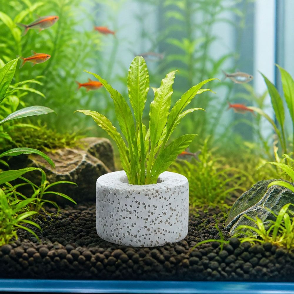 10Pcs Weighted Ring Aquatic Pl - Planted Aquarium Pictures recension och pris