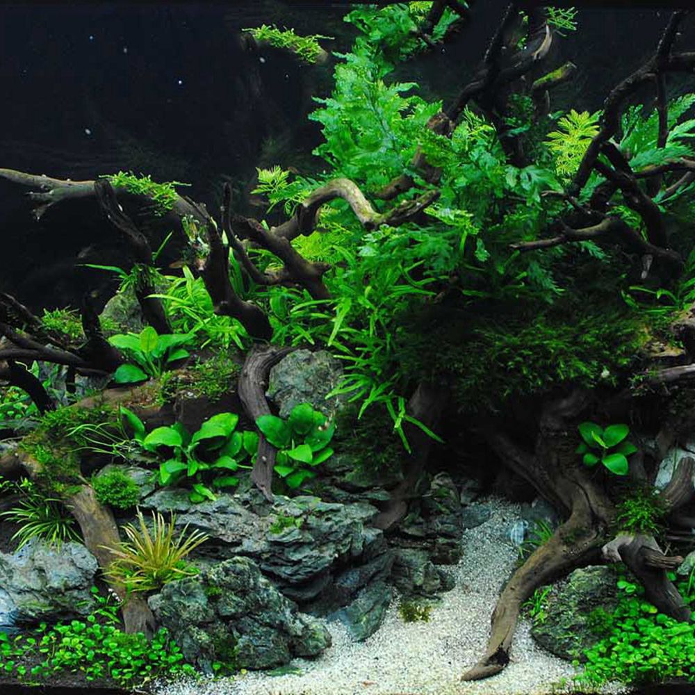 1 Pcs Wood Reptile Fish Tank O - Aquarium Plant Roots recension och pris