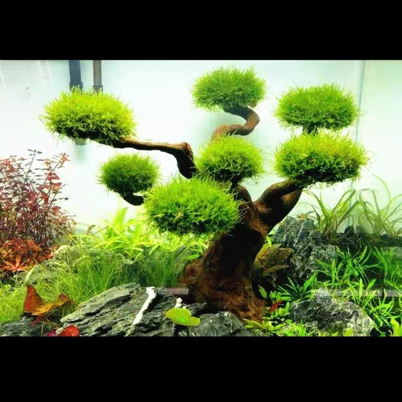 Aquarium Decoration Moss Drift - Aquarium Plant Root Tabs recension och pris