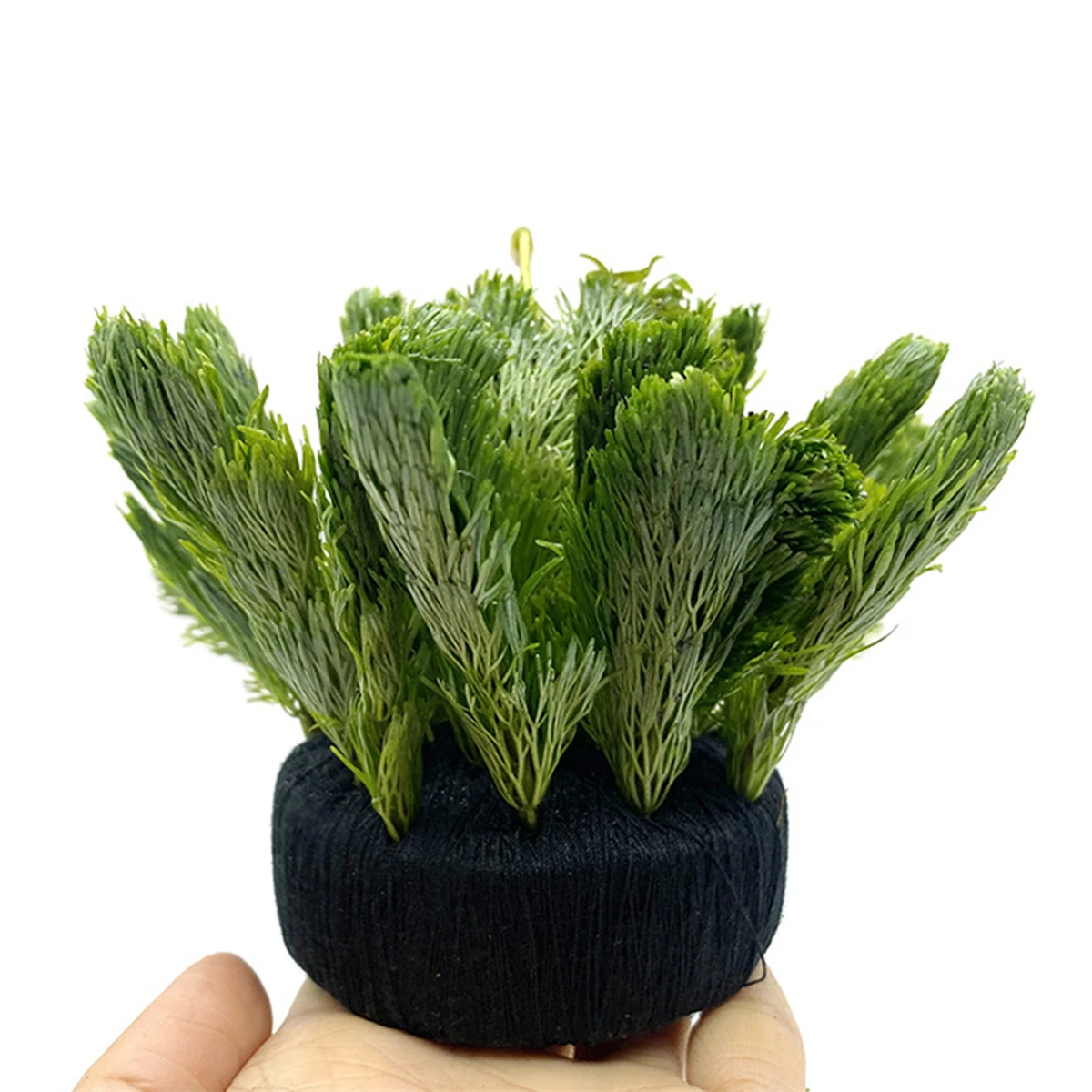 5Pcs Black Fish Tank Water Gra - Aquarium Plant Roots recension och pris